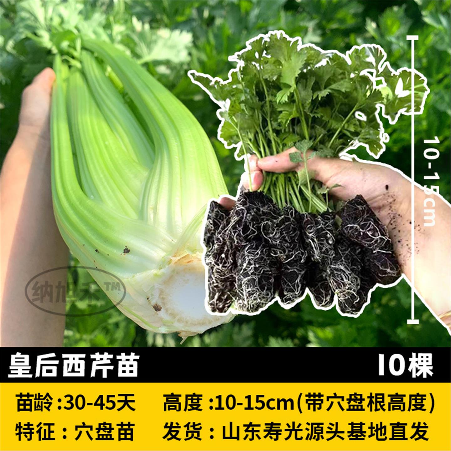 皇后西芹菜苗种子寿光发货