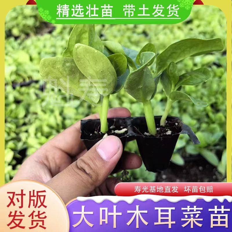 特大圆叶木耳菜种子秧苗四季春秋盆栽阳台食用豆腐菜种籽蔬菜苗