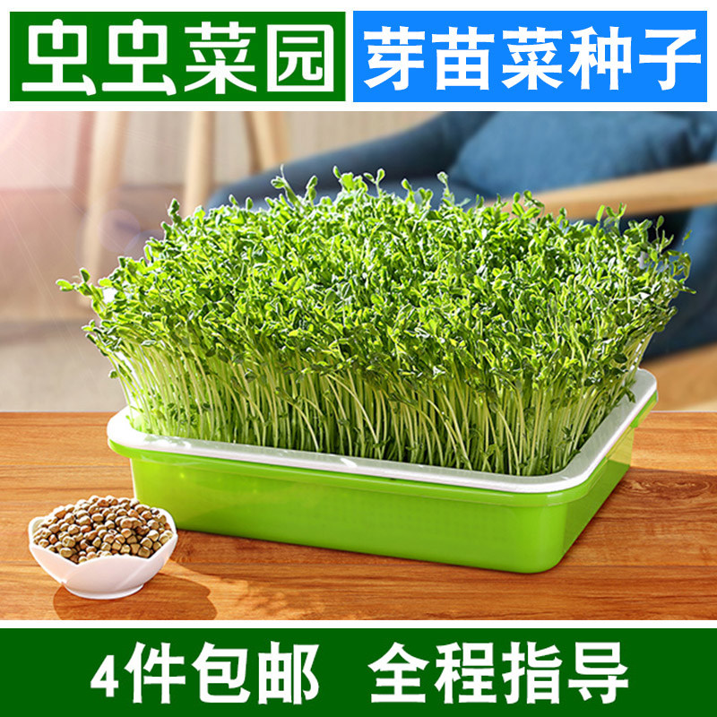 豆芽菜种籽苗子孑绿黄空心