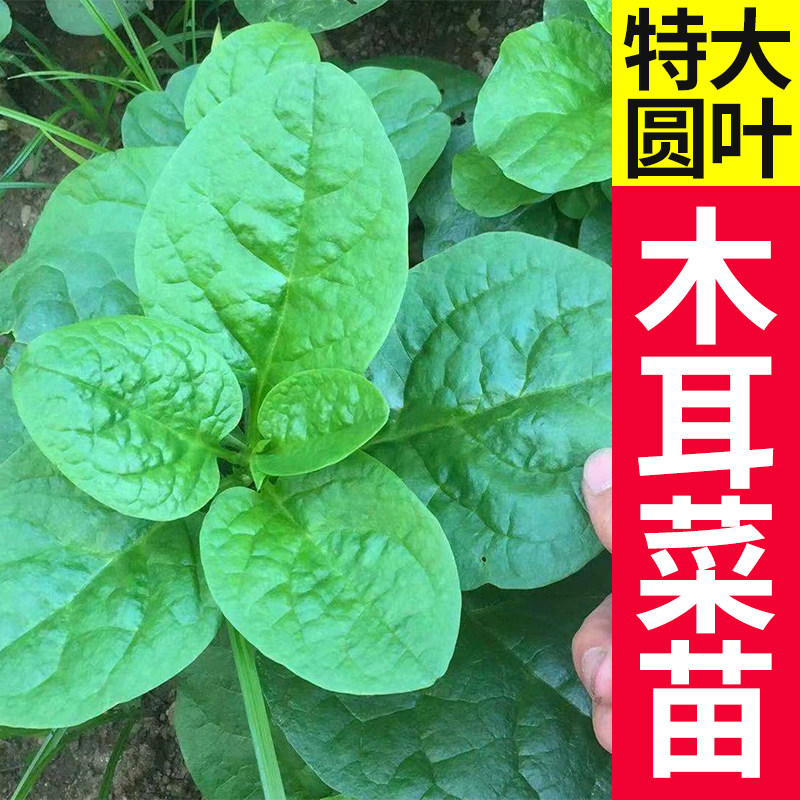 大叶木耳菜种子苗落葵爬藤