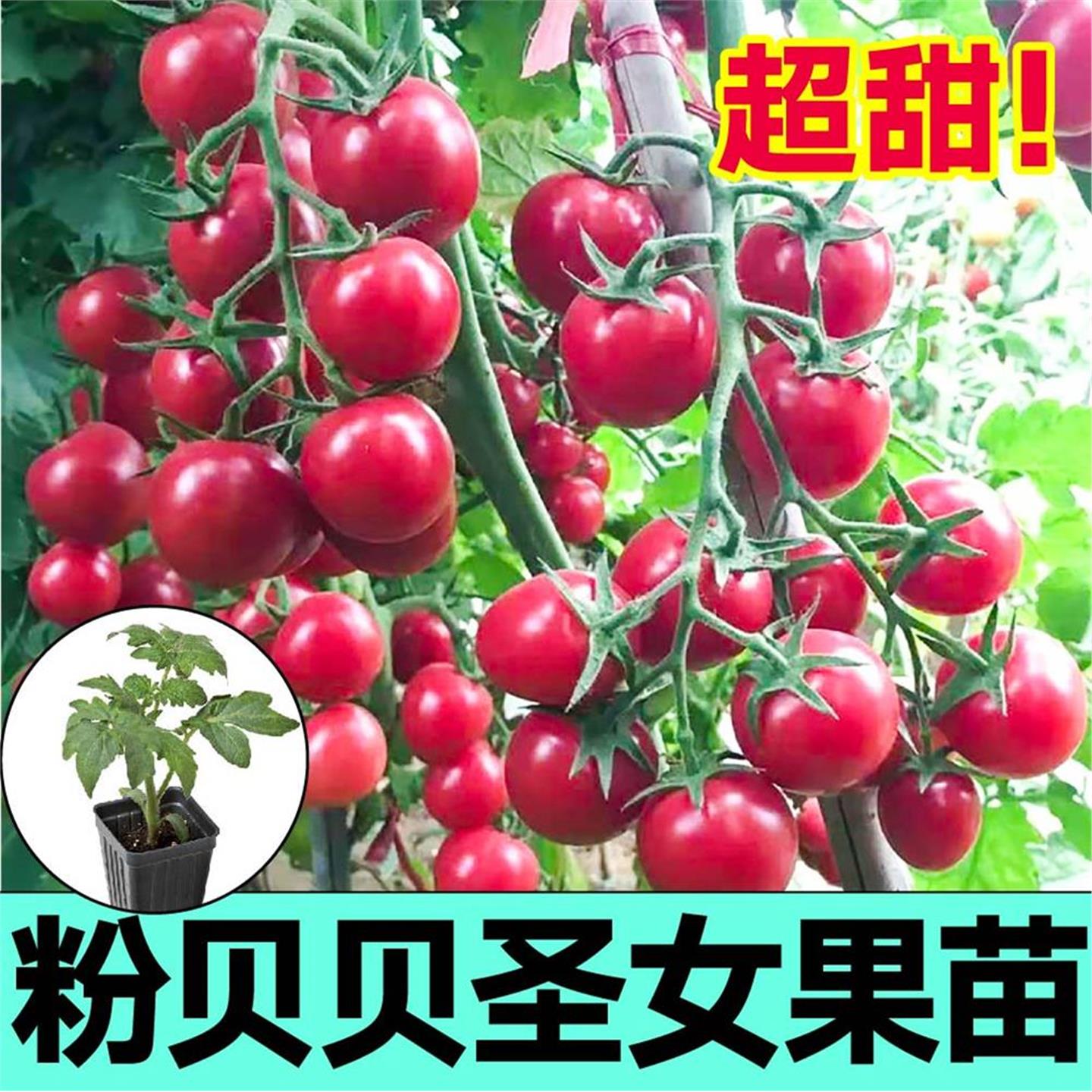 皮薄超甜粉贝圣女果苗秧带