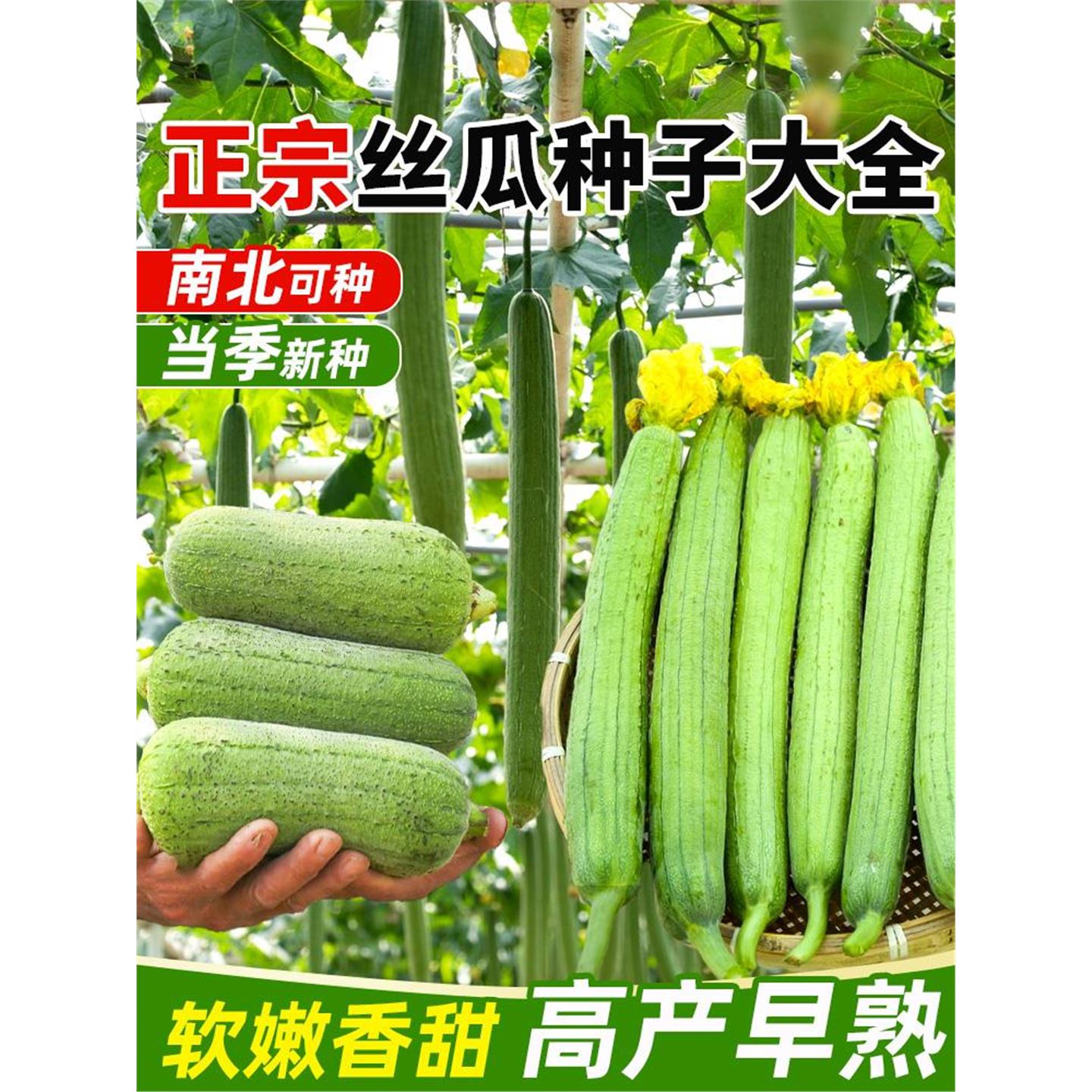 【长不停】肉丝瓜种子春夏
