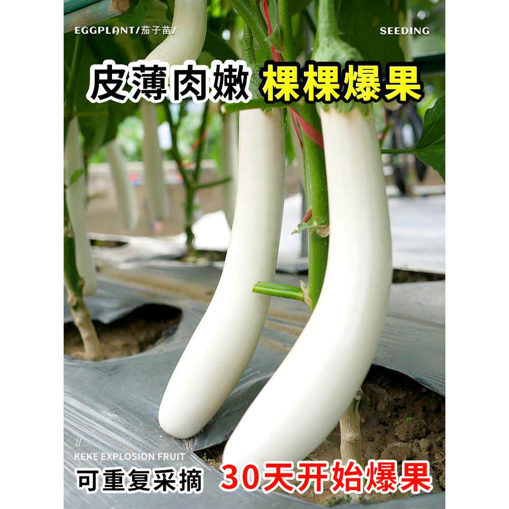 白茄子种子苗长茄鸡蛋茄种籽孑大全四季菜种高产蔬菜秧苗带土菜苗