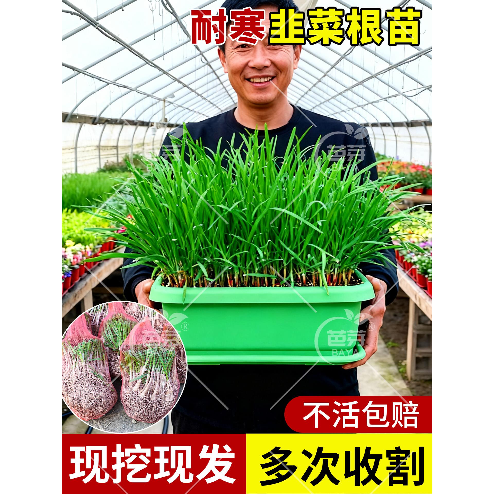 韭菜根苗紫红带土蔬宽叶大