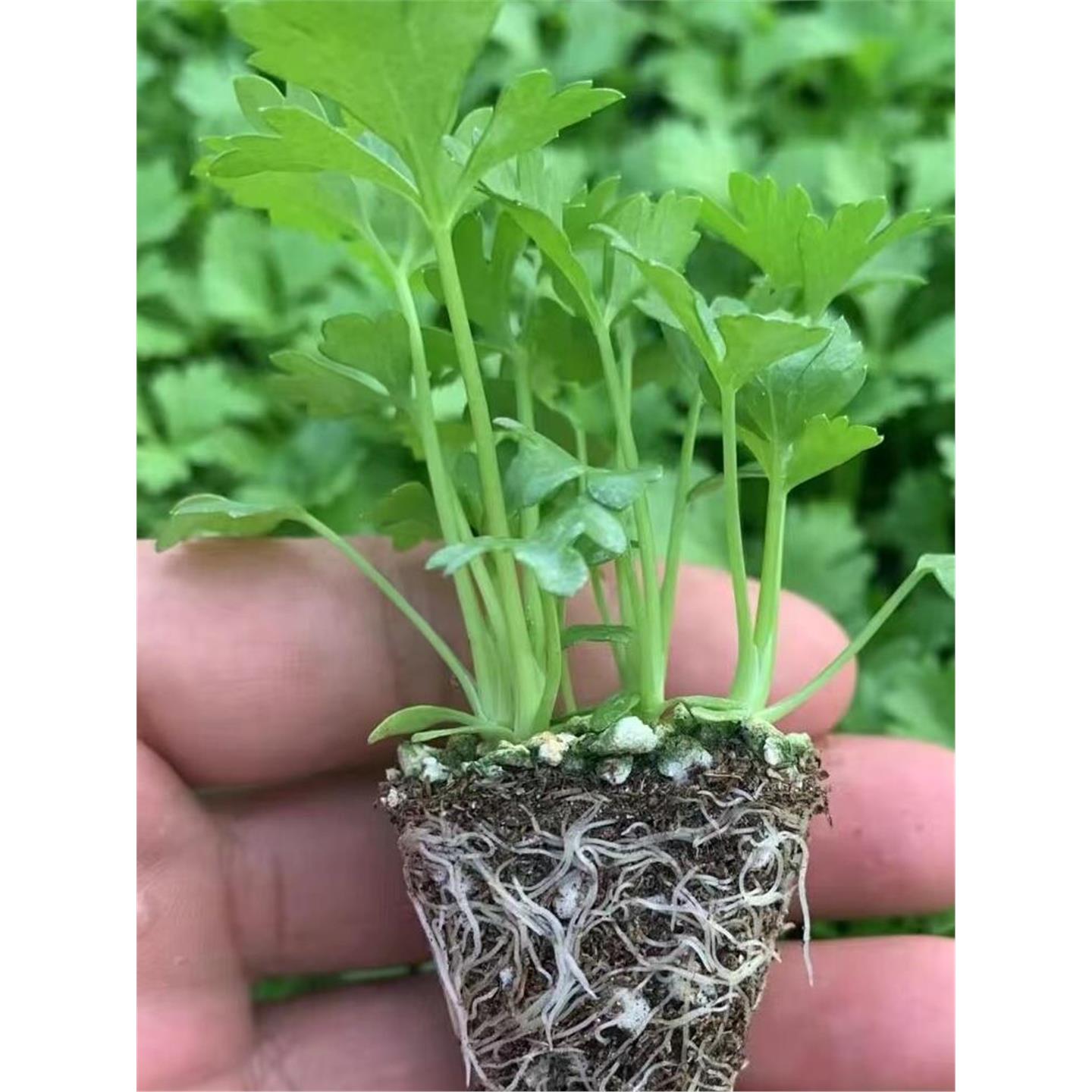 根芹菜秧苗红香子四季皇后