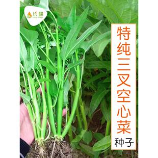 三叉空心菜种籽大叶青梗柳叶菜种籽四季盆栽蔬菜种子孑白杆通心菜