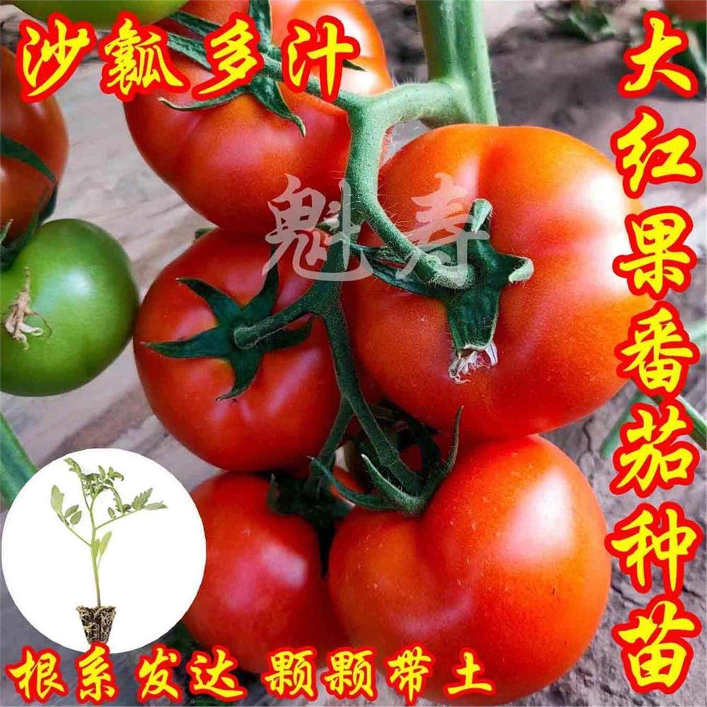 大粉果西红柿番茄苗子毛粉沙瓤番茄大红番茄苗四季盆栽草莓番茄秧