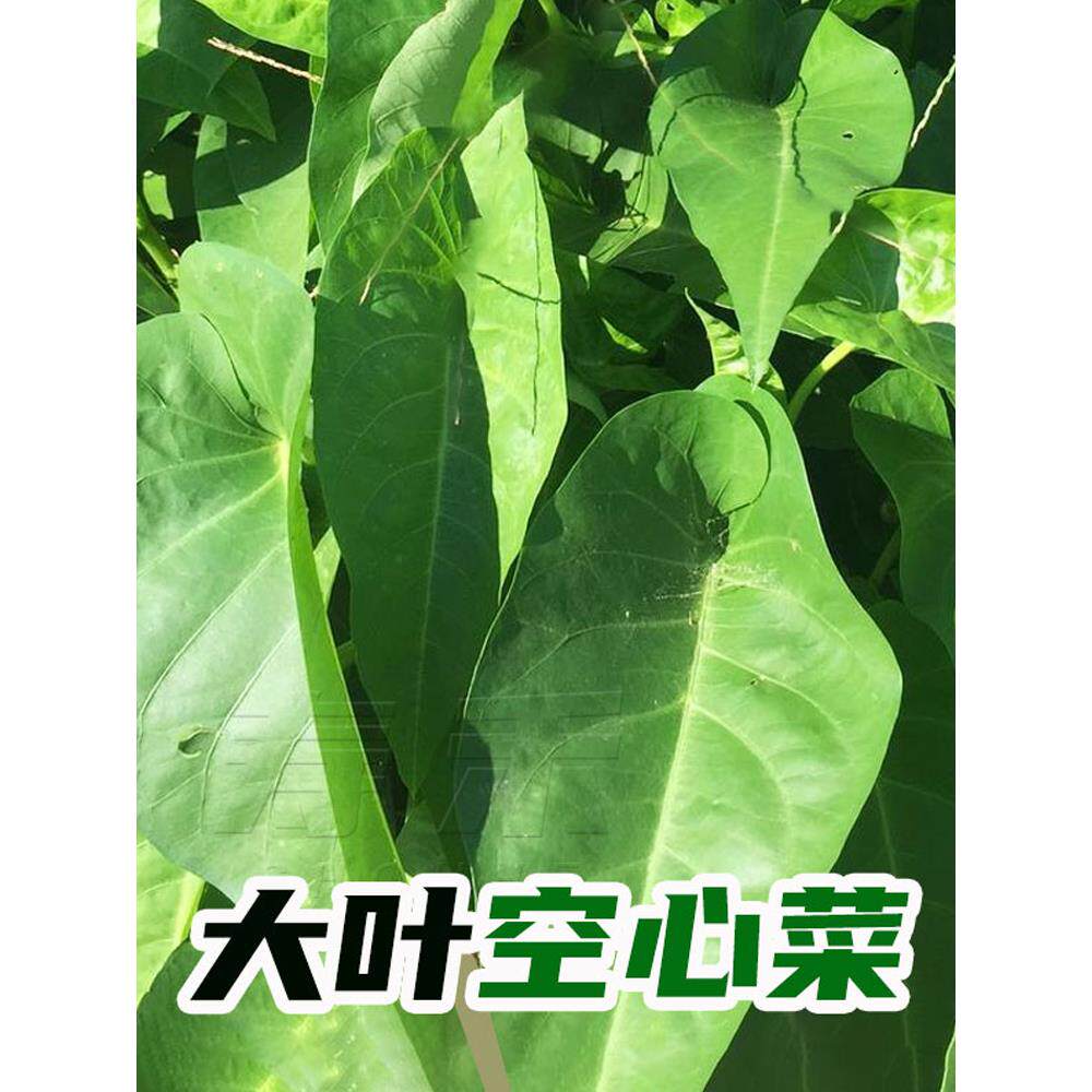大叶空心菜种子柳四季盆栽