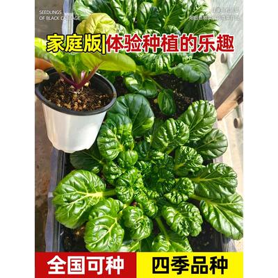 黄心乌塌菜苗秧秋冬耐寒黑