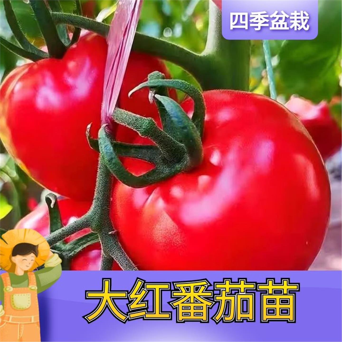 大红番茄苗秧高产硬果西柿