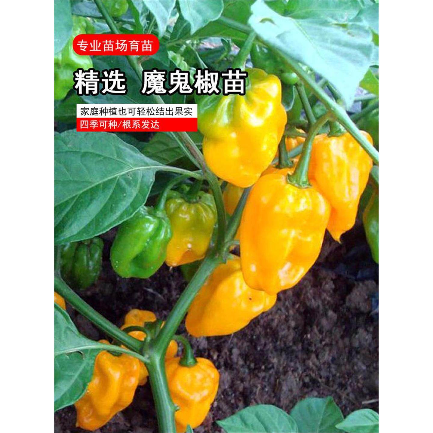 巨辣黄魔鬼椒苗秧带土球发