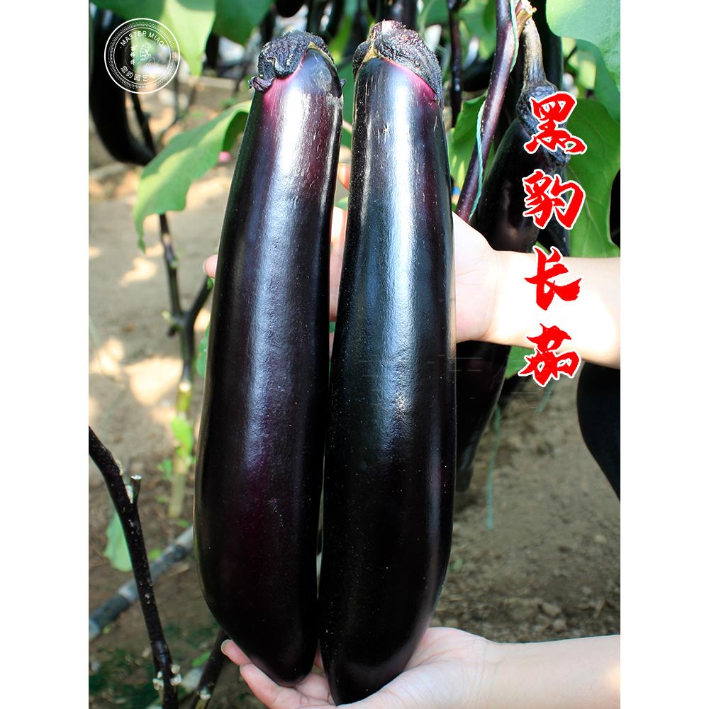 黑豹高产长茄种子籽紫色嫁