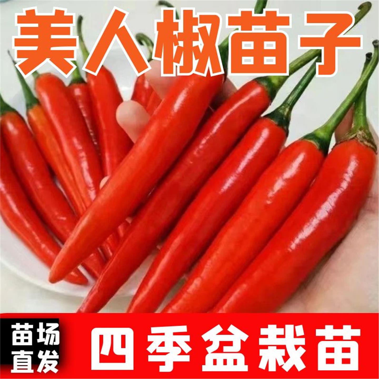 正宗摘不败美人椒秧苗大树
