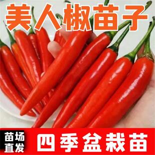 正宗摘不败美人椒秧苗大树红尖椒红辣椒苗子特香辣四季盆栽菜秧苗