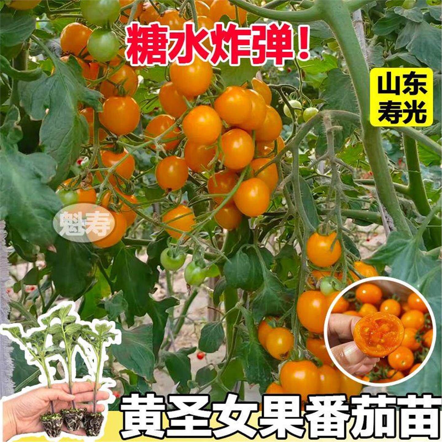 黄色圣女果千禧小番茄种子