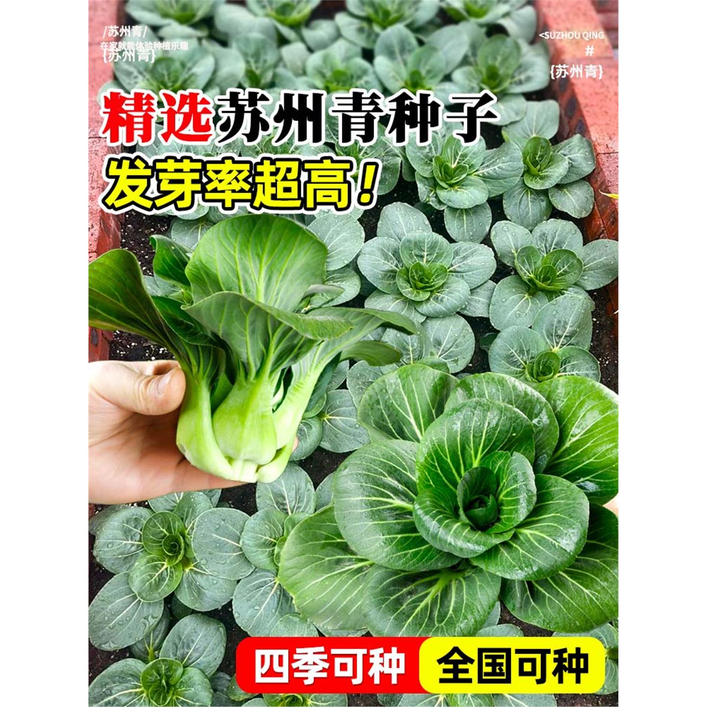 精品黑叶矮脚苏州青种子大