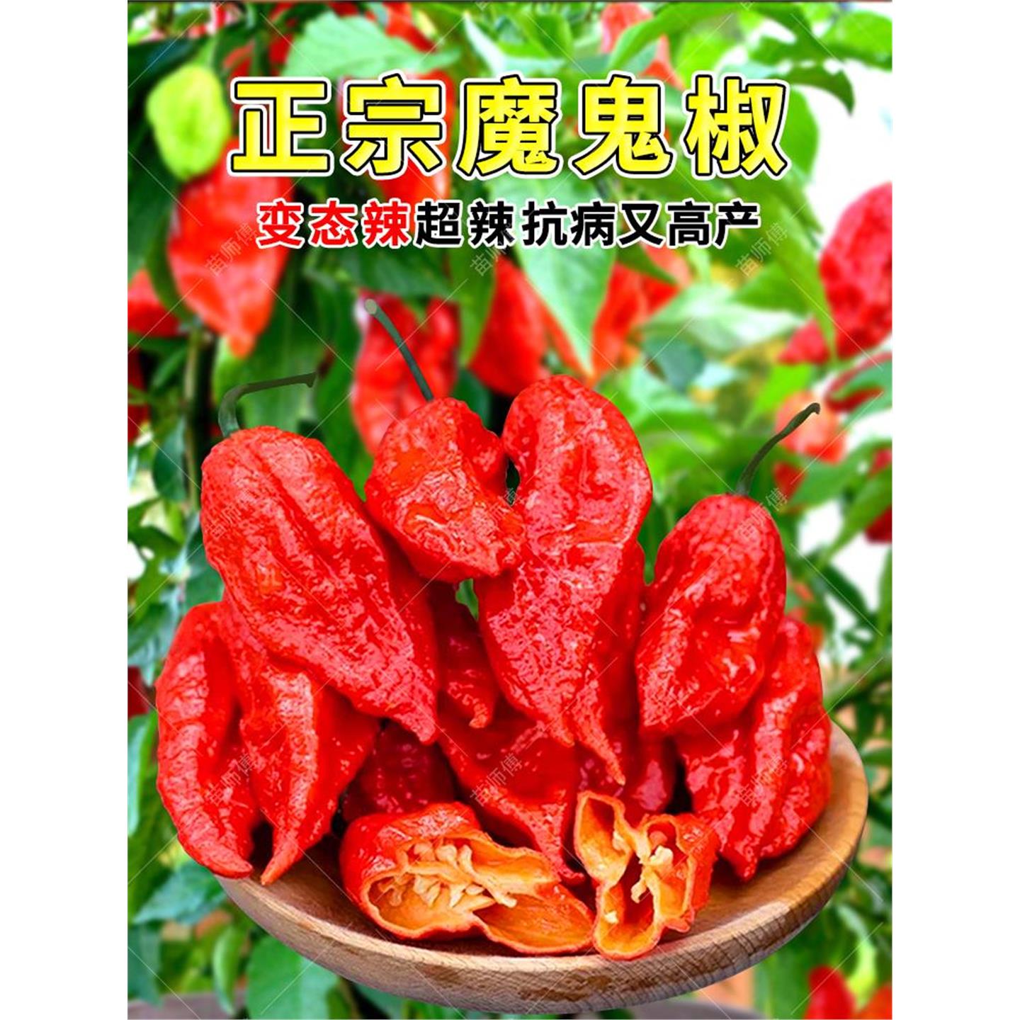 印度魔鬼椒辣种子特变态涮