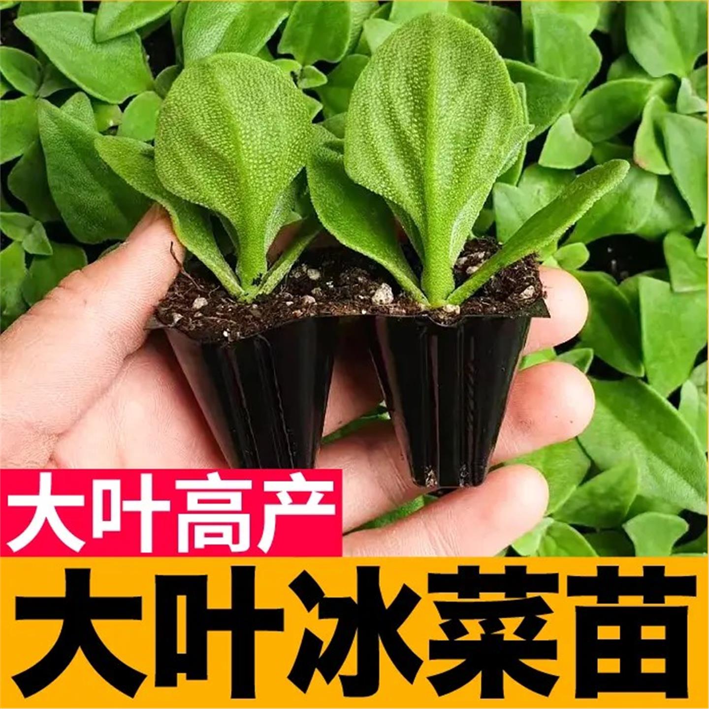大叶水晶冰菜秧苗草种子基