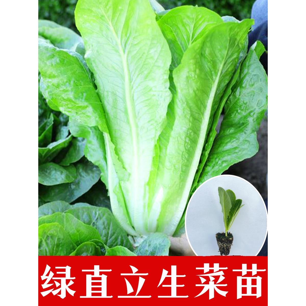 新鲜绿直立生菜苗四季大田
