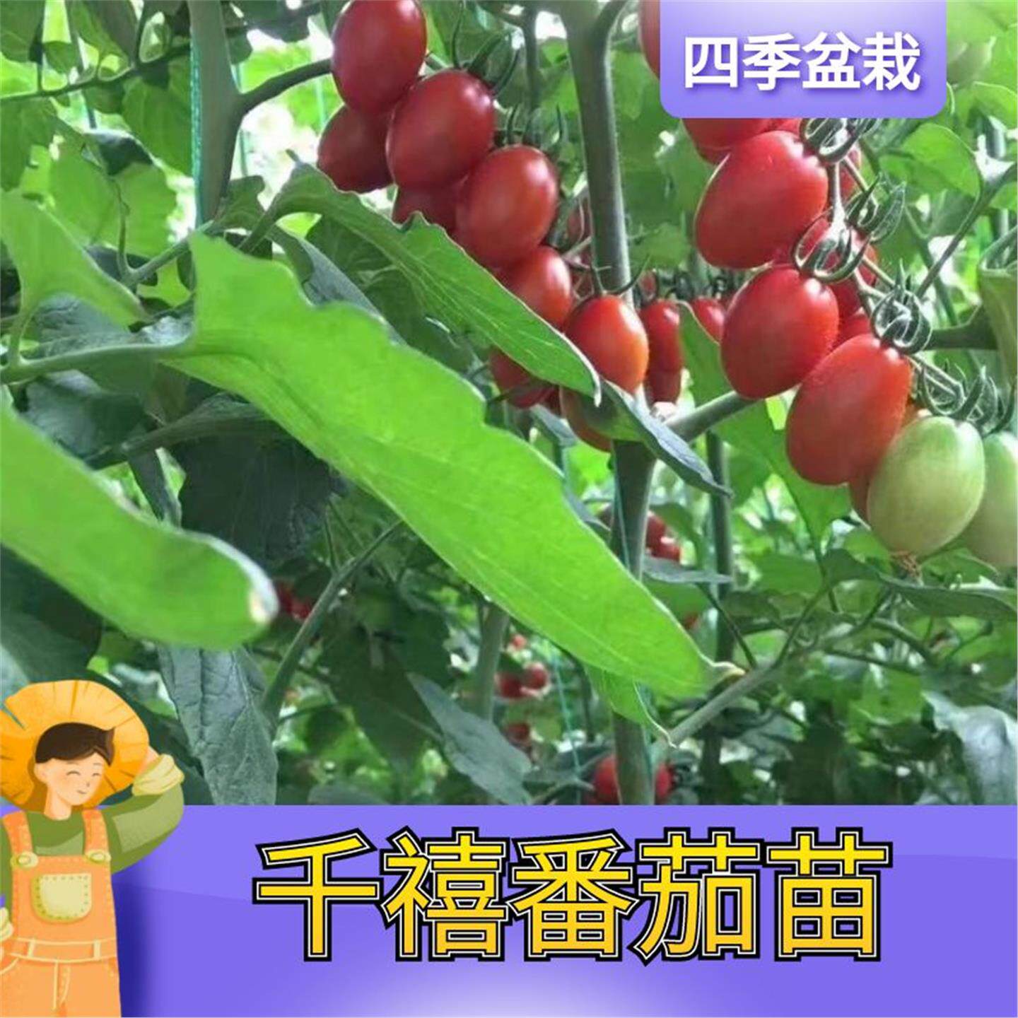 千禧圣女果苗秧瀑布小番茄