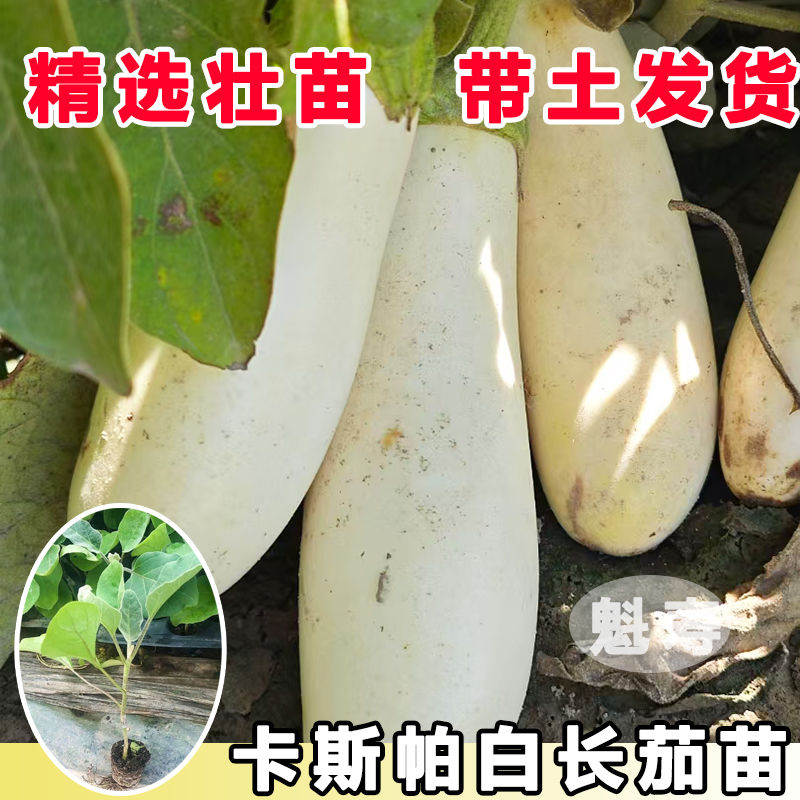 卡斯帕白长茄苗子色雪秧春