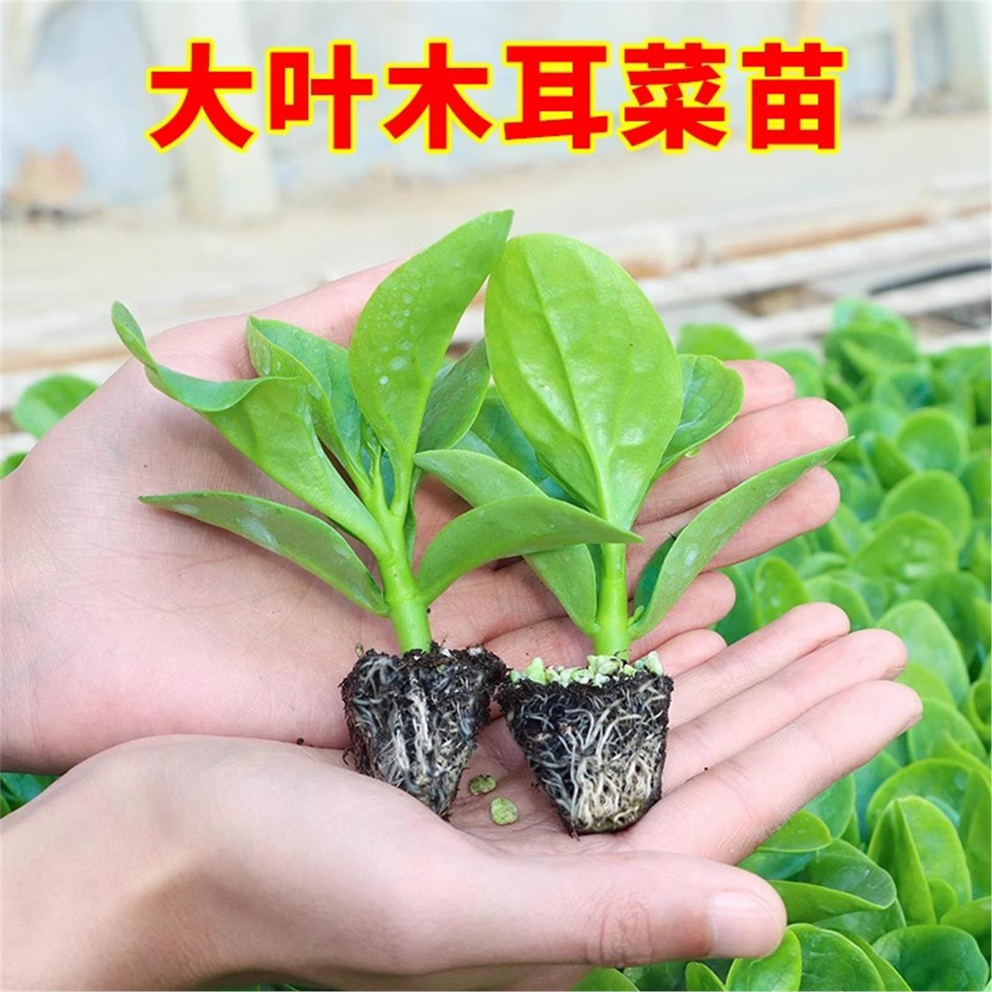 四季菜苗大叶木耳秧小种子