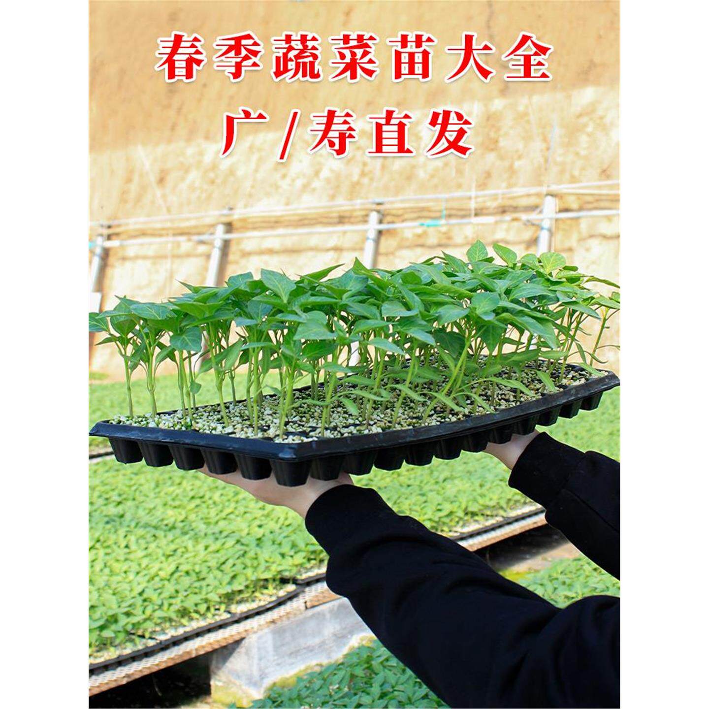 广东菜苗番茄子秧丝瓜西红