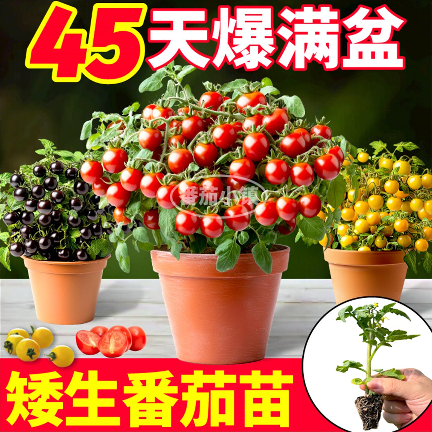山东寿光矮生盆栽小番茄苗