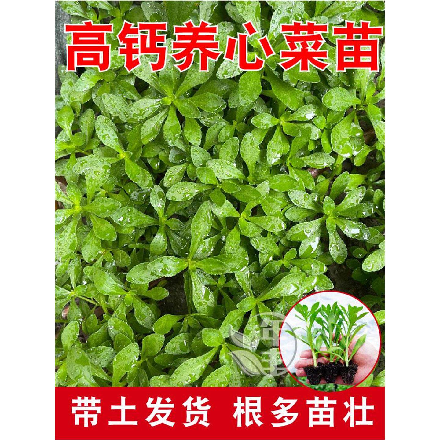 高钙养心菜根苗菜苗金不换苗救心菜苗土三七苗田七菜苗景天三七菜