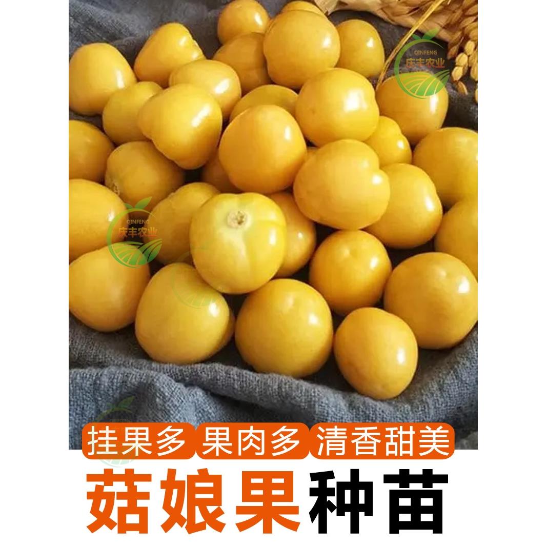 姑娘果苗野生红黄种子高产