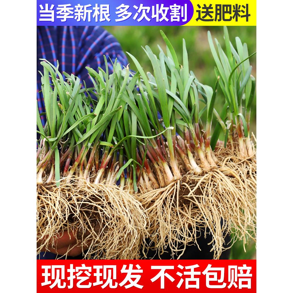 韭菜根苗紫红带土蔬宽叶大
