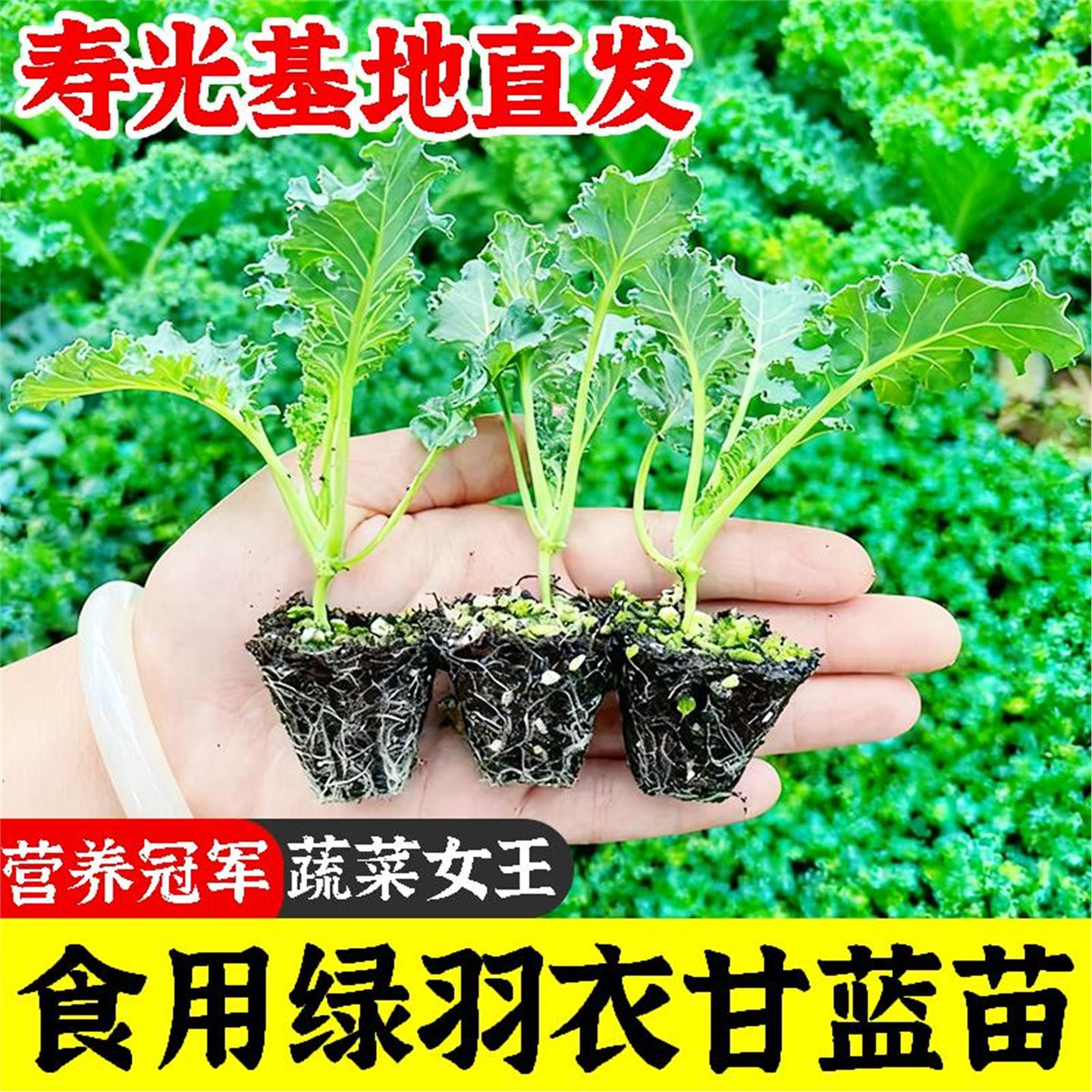 四季可食用绿羽衣甘蓝苗紫