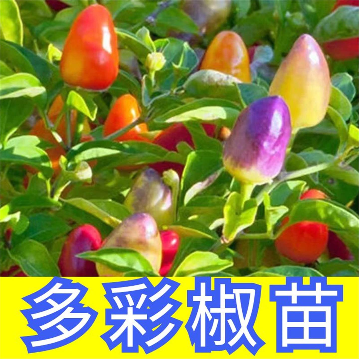 多彩迷你椒观赏七五辣蔬菜