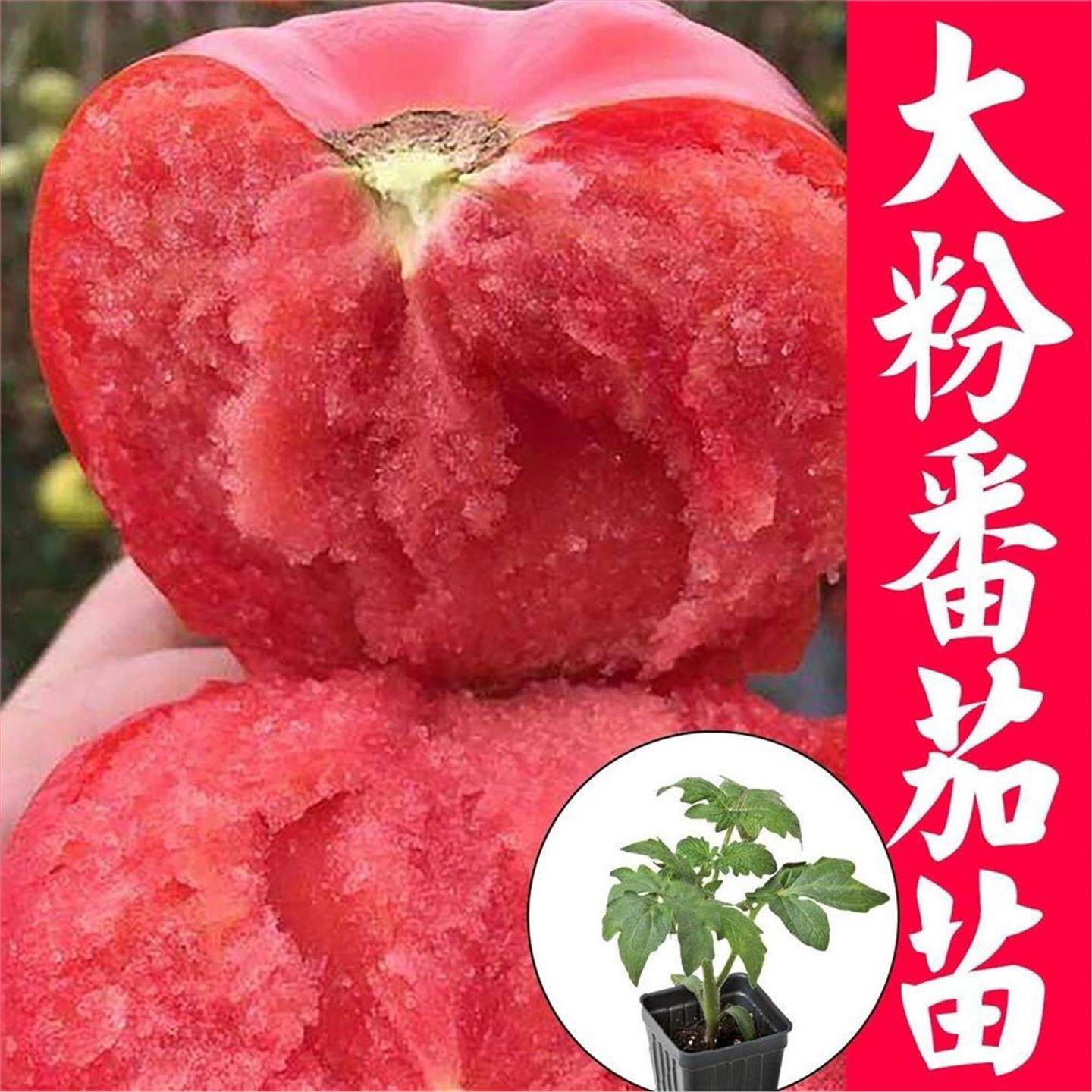 西红柿苗毛粉寿光番茄大子