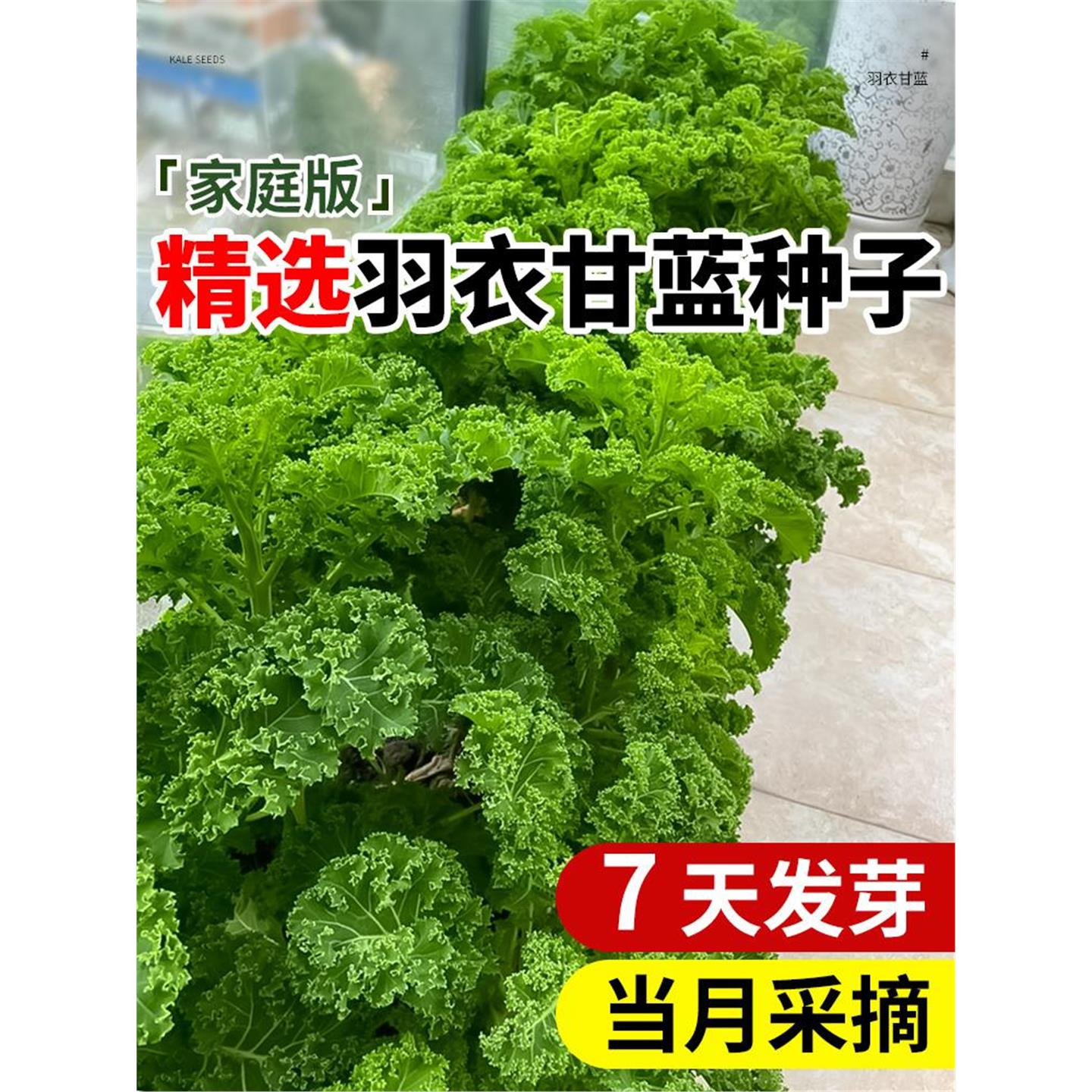 羽衣甘蓝苗盆栽大种子新鲜