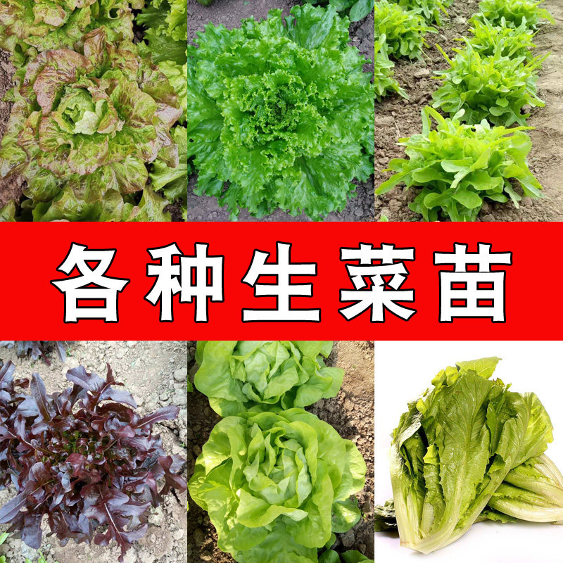 蔬菜苗幼生孔雀紫叶奶油速