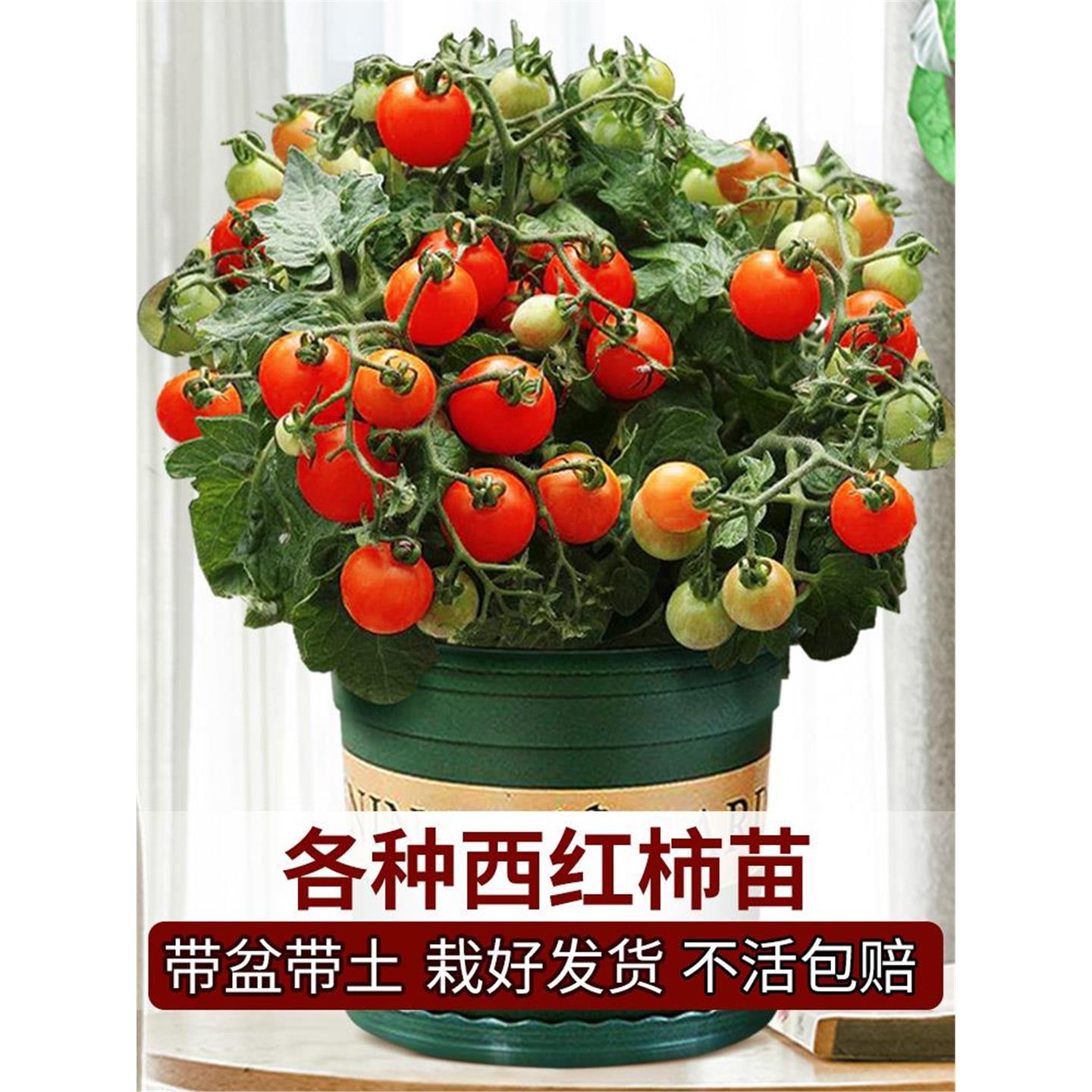 四季小番茄种子苗千禧圣女