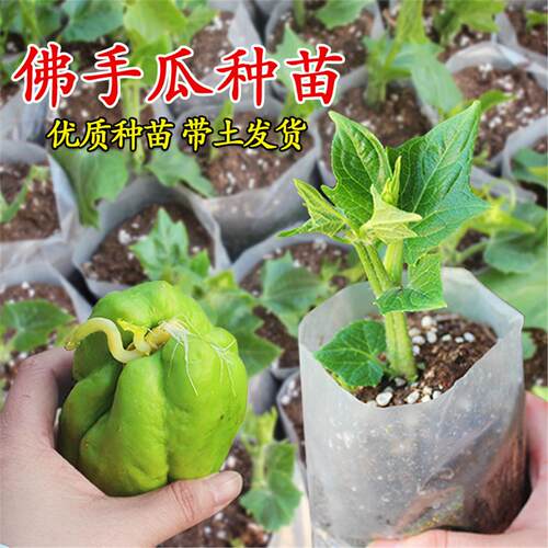 寿光佛手瓜种苗带芽土籽四