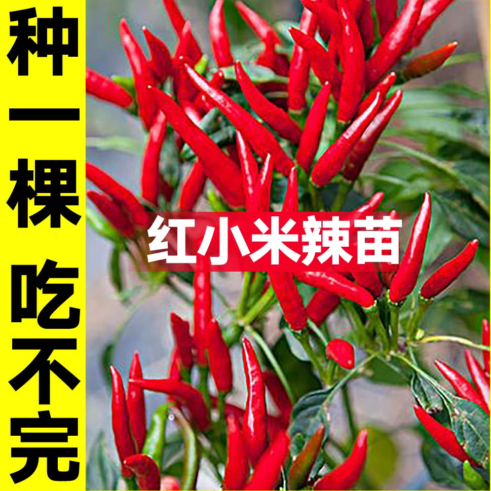 特辣红小米椒苗秧朝天白美