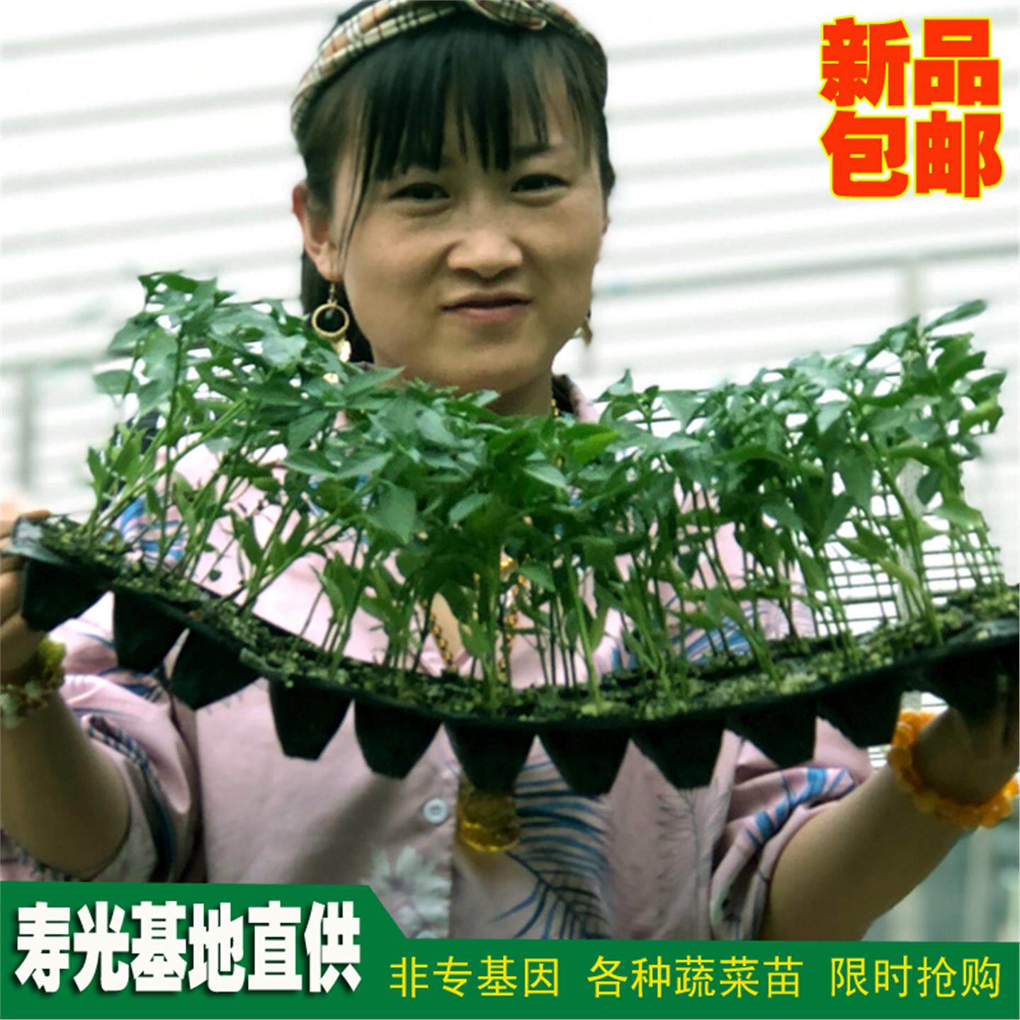 蔬菜苗辣椒番茄种子秧盆栽