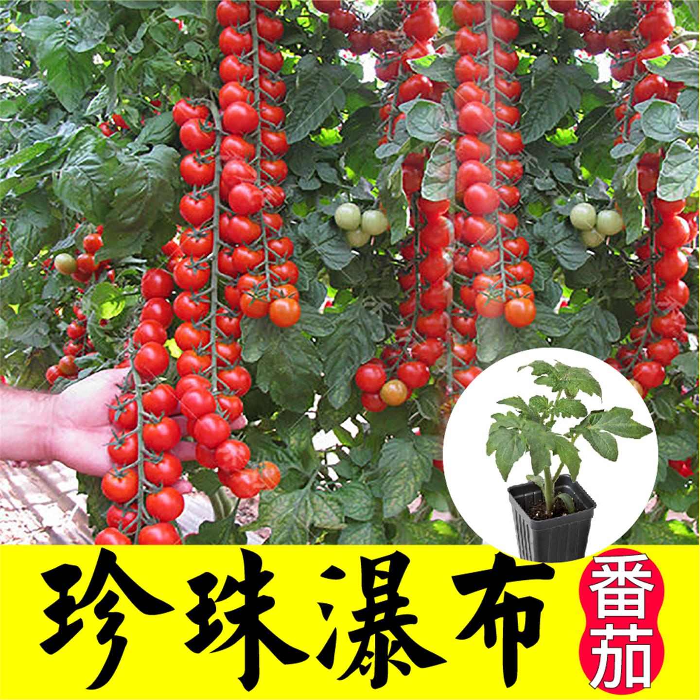寿光高产串收珍珠瀑布番茄