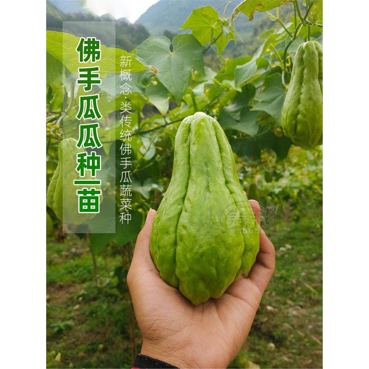 佛手瓜种子籽带芽扶苗秧龙