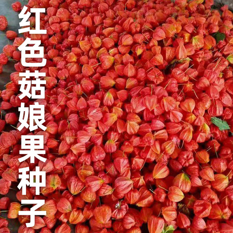 东北姑娘果灯笼种子籽红甜