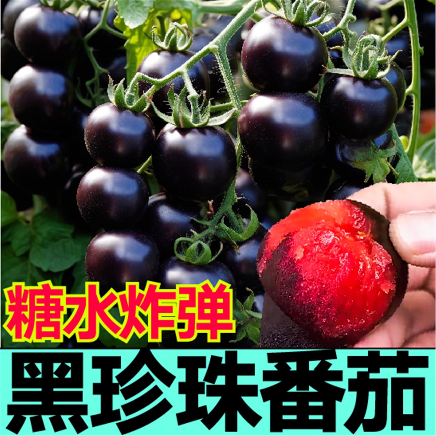 寿光糖水炸弹黑珍珠番茄苗