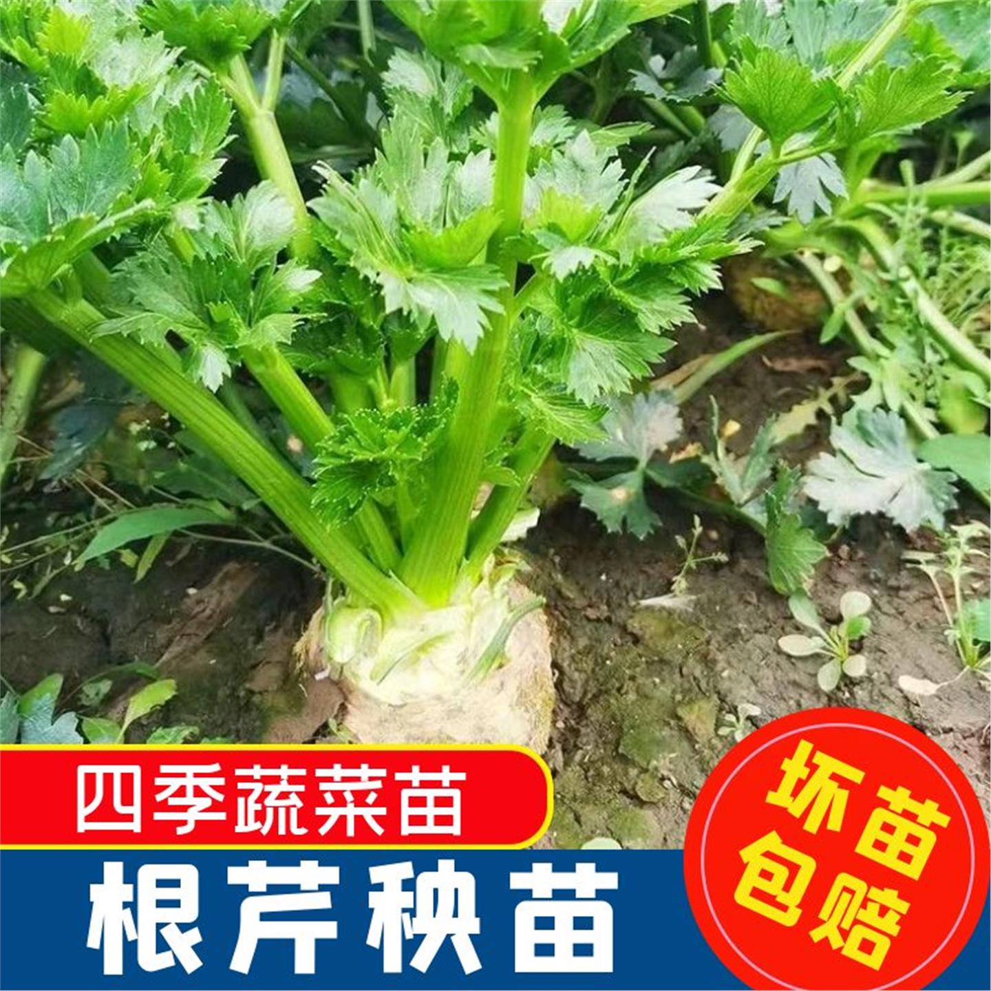 根芹苗特色蔬菜幼大疙瘩老