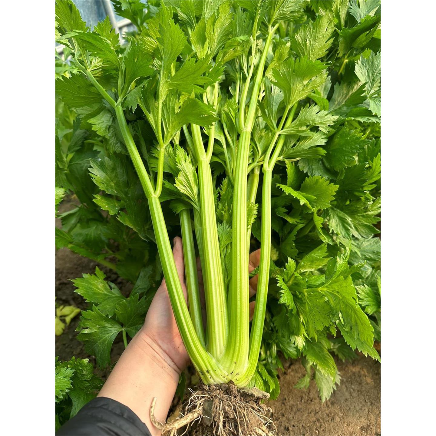 寿光蔬菜种子芹苗西小香籽