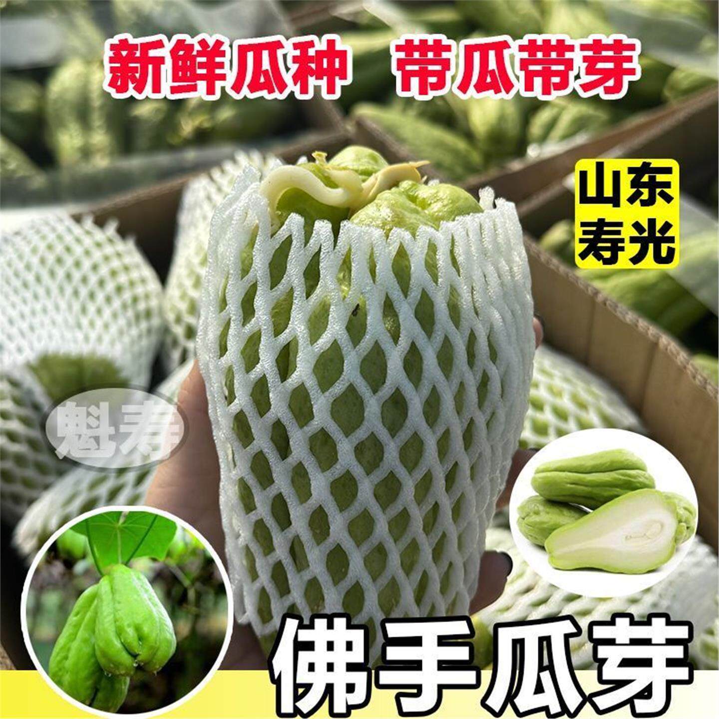 佛手瓜种子籽植秧苗发芽白