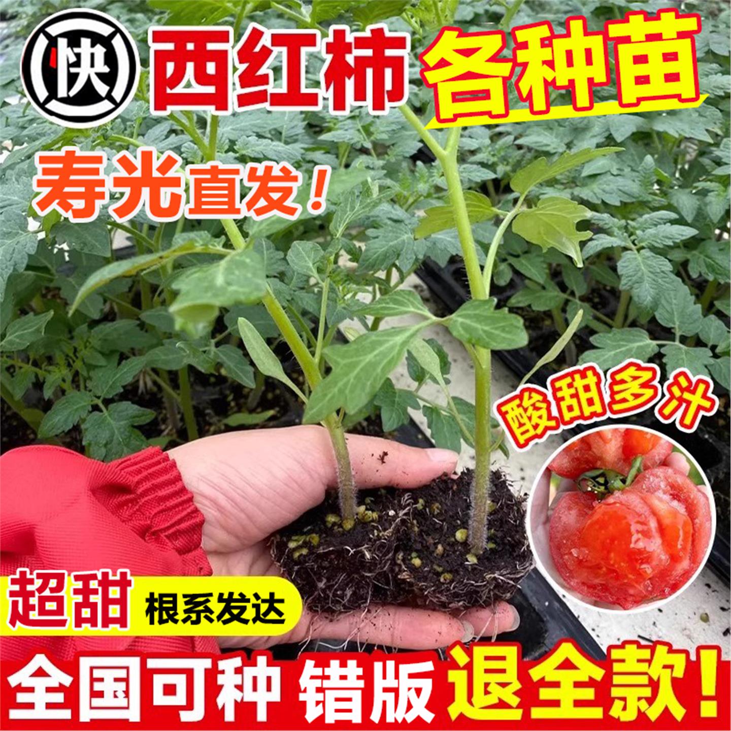 四季小番茄苗秧盆栽大粉西