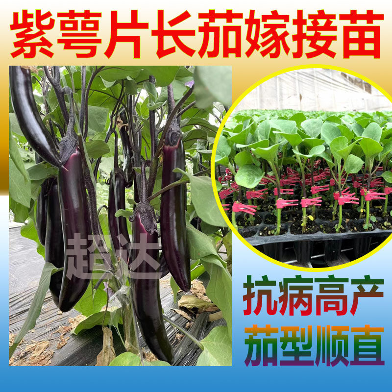 嫁接茄子苗紫萼长绿圆线ab