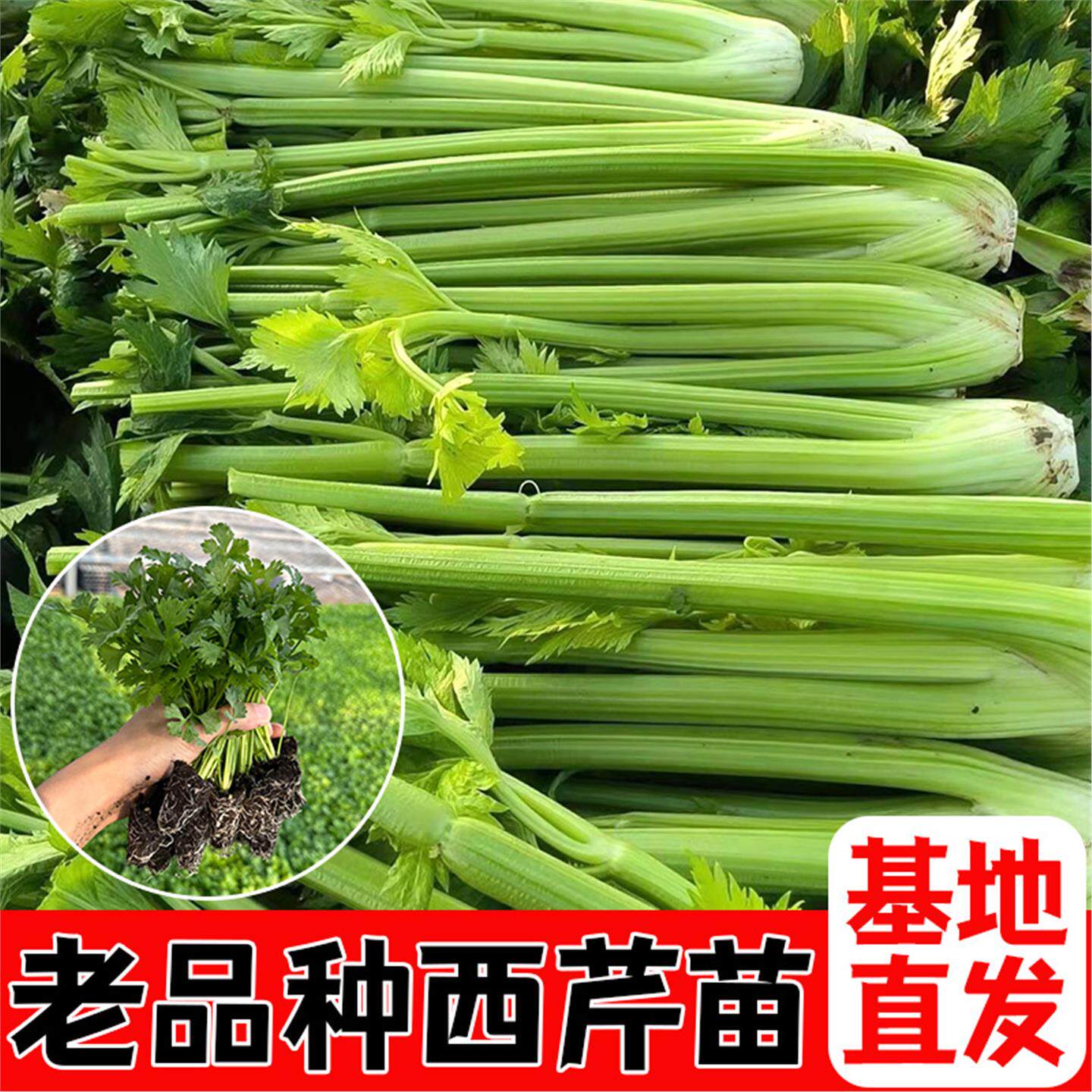 皇后西芹菜苗寿光发货秋冬